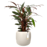 amber beads small 40cm linen white